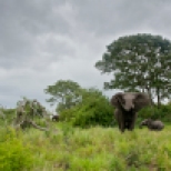 Elephant Trumpeting