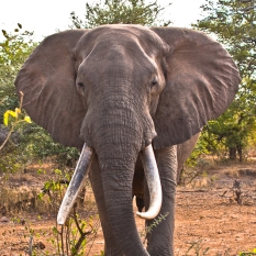 Big Tusker Elephant in The Kruger National Park, South Africa