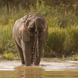 Elephant Drinking in Kruger National Park, South Africa