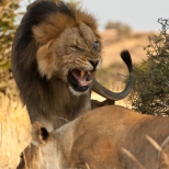 A Large Male Lion which is blind in one eye growls at a female in Mashatu Game Reserve, Botswana