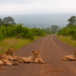 A pride of Lions lazes in the road on a misty early morning in Kruger National Park, South Africa