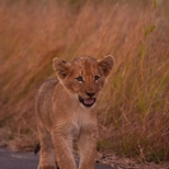 Lion Cub Calling it's Mother, Kruger Park, South Africa