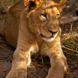 Lion Cub in Golden Light, late afternoon in Thornybush Game Reserve, South Africa