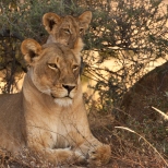 Lioness and Cub Posing in Mashatu Game Reserve, Botswana