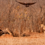 A Lioness Charges from the bushes to chase vultures off it's giraffe kill, Kruger Park, South Africa