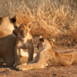 Lioness with Playful Cubs in Mashatu, Botswana
