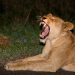 A Lioness yawns before going out to hunt in Kruger National Park, South Africa