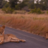 A lioness and cubs block the road in Kruger National Park, South Africa