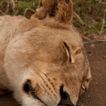 Sleeping Lioness in Kruger National Park, South Africa