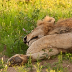 Sleeping Male Lion in Kruger National Park, South Africa