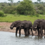 Three Elephants Drinking