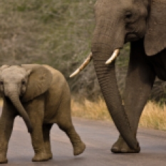 Young Elephant Showing Aggression as it crosses the road in Kruger National Park, South Africa